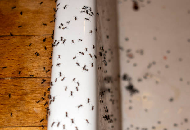 Flea Control Services in Dale City, VA