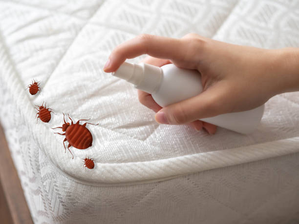 Best Wasp Removal Services  in Dale City, VA